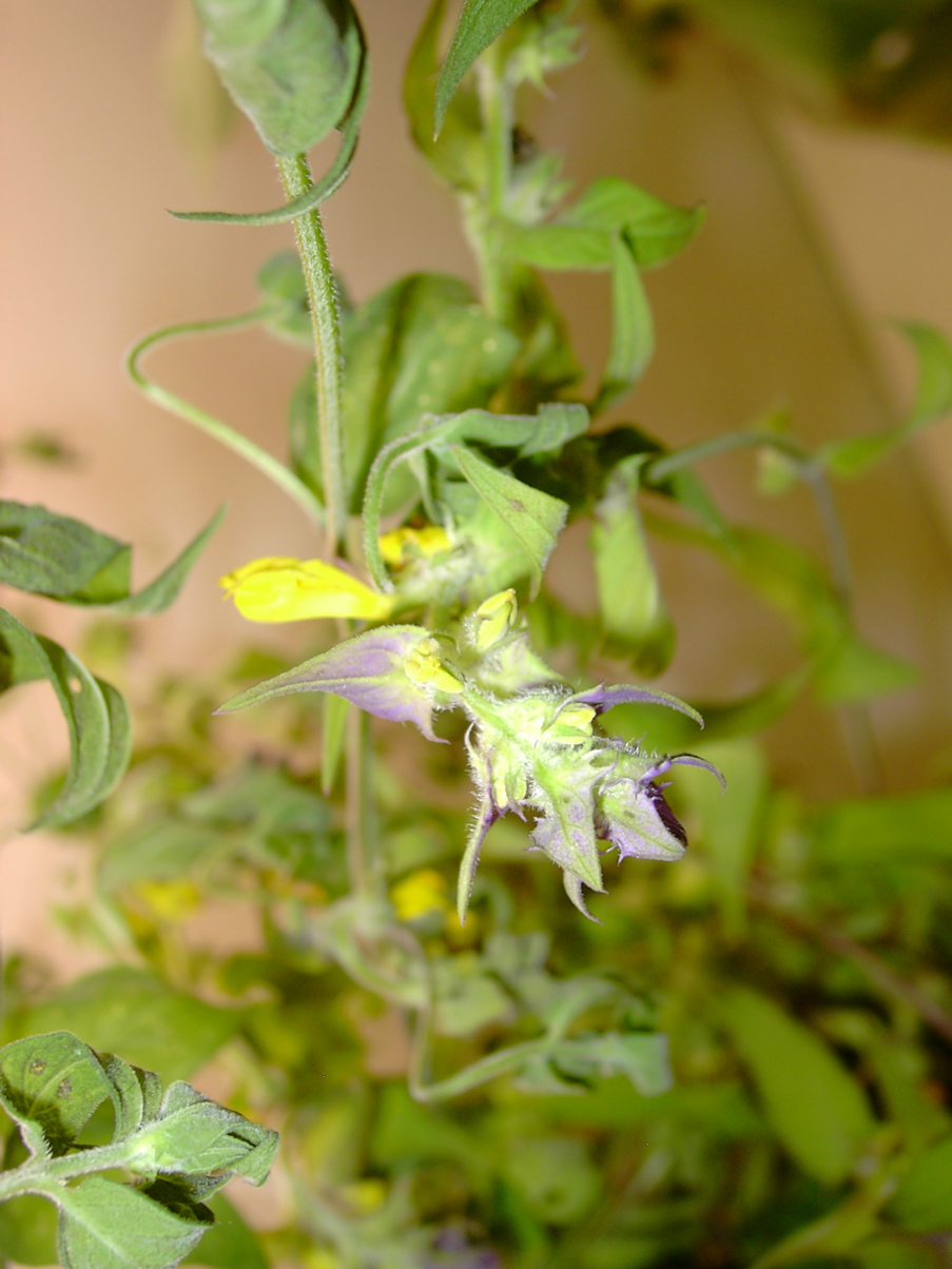 Melampyrum nemorosum 1