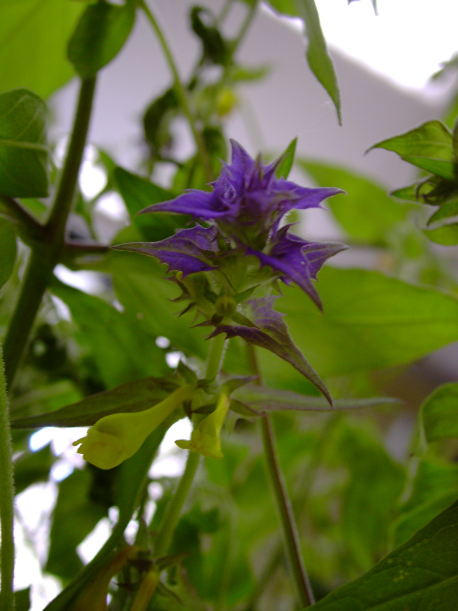 Melampyrum nemorosum 2