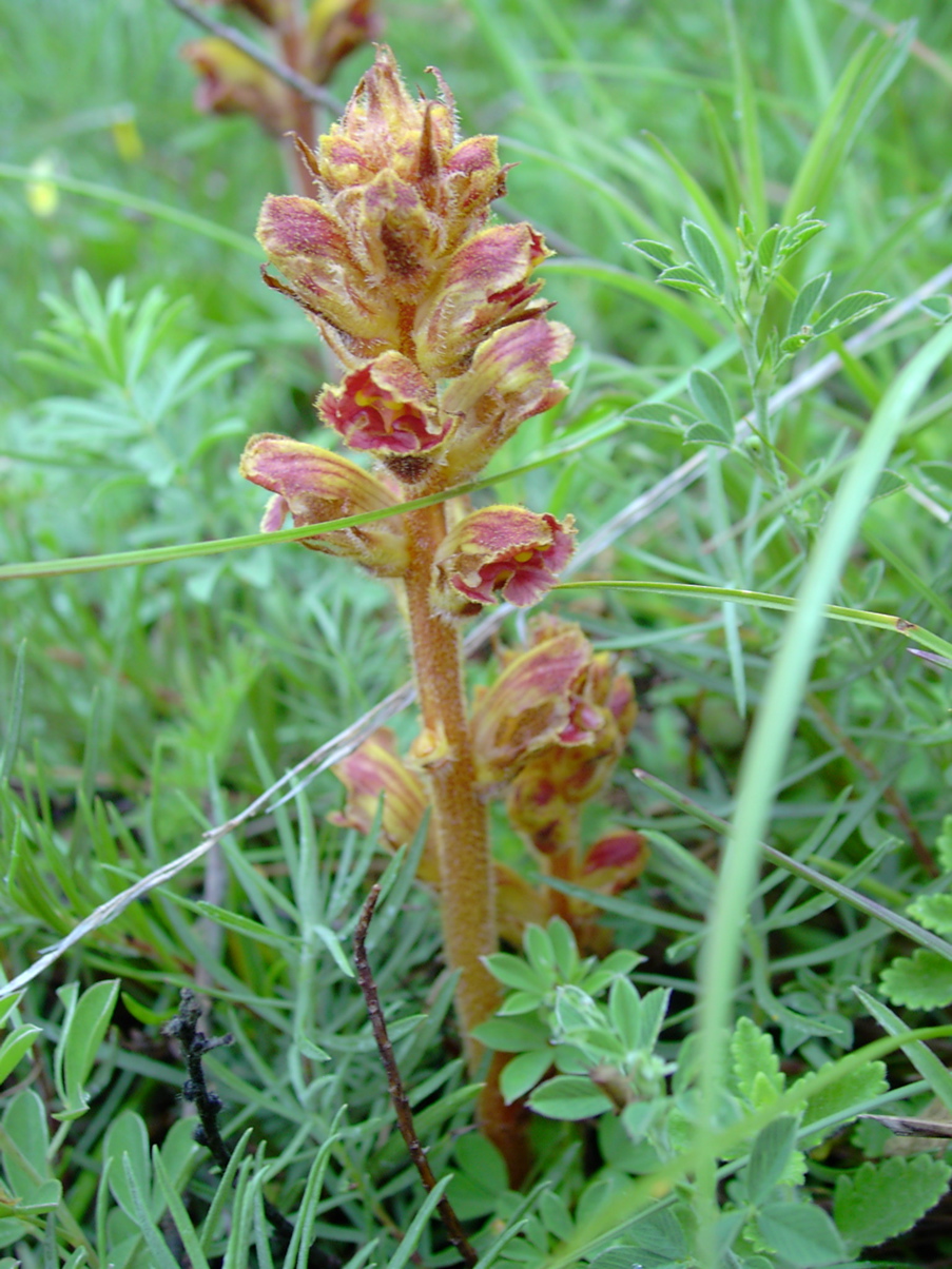 Orobanche gracilis