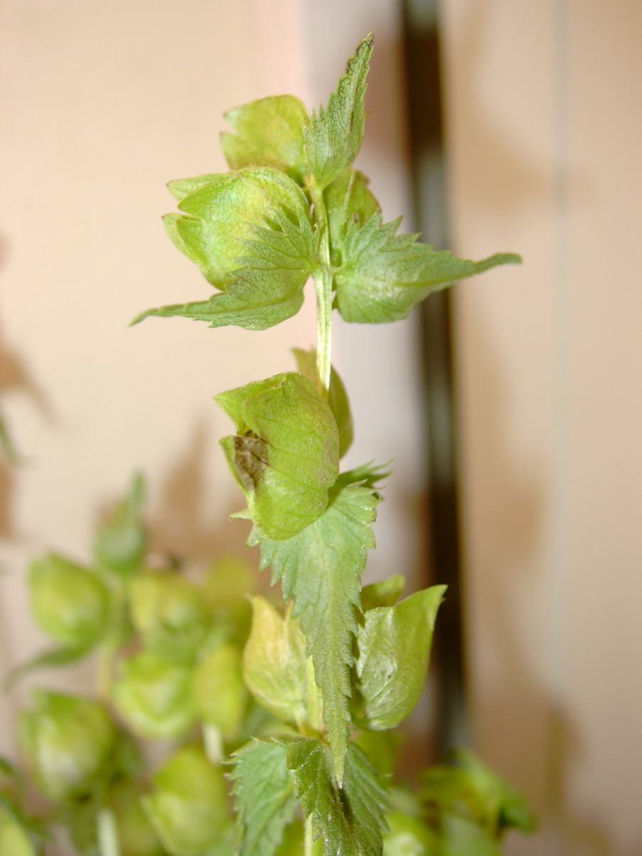 Rhinanthus minor 1