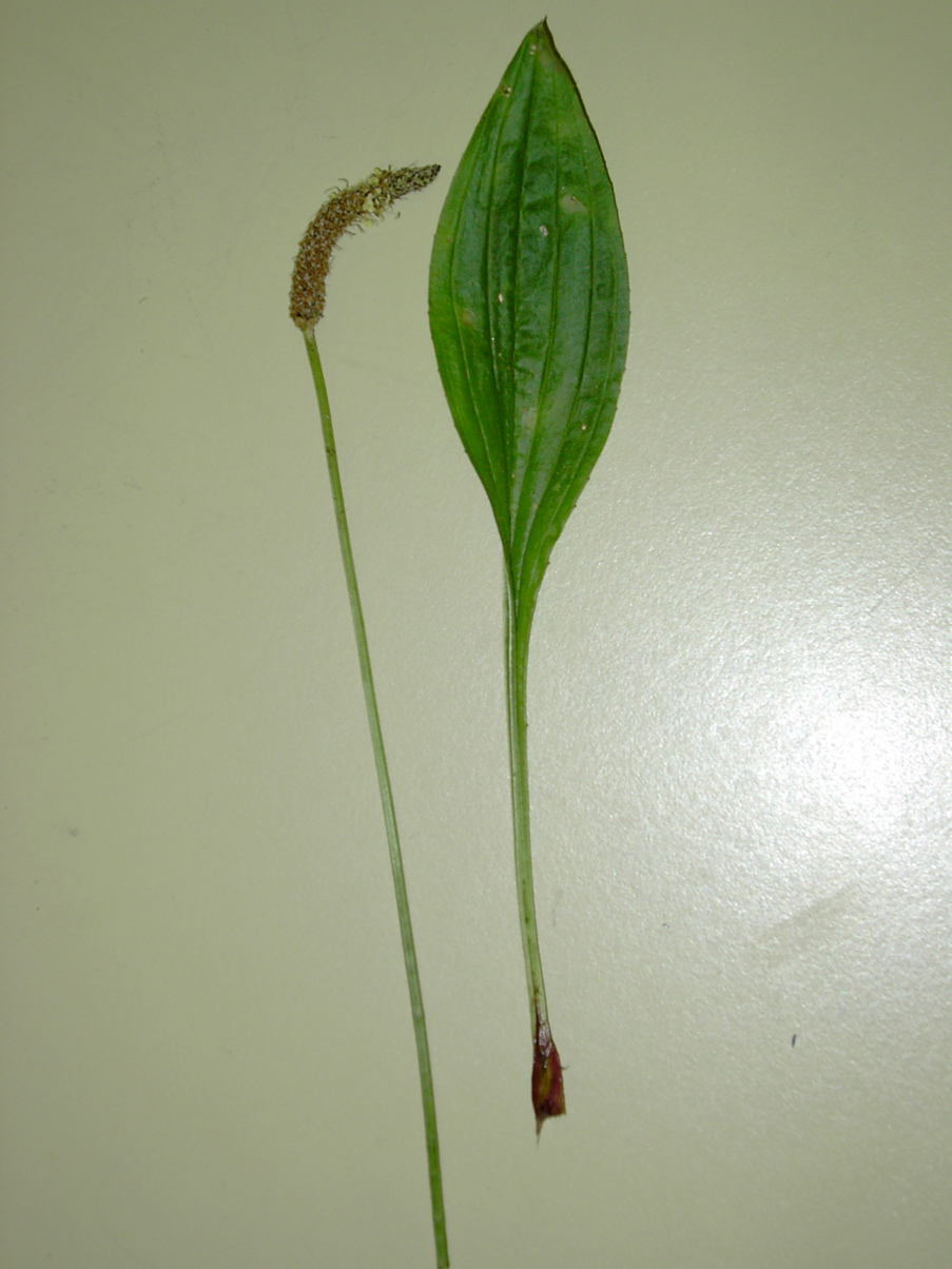 Plantago lanceolata