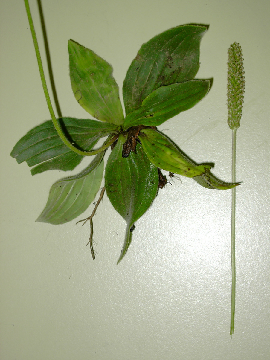 Plantago media