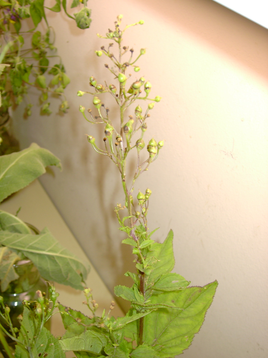 Scrophularia nodosa 2