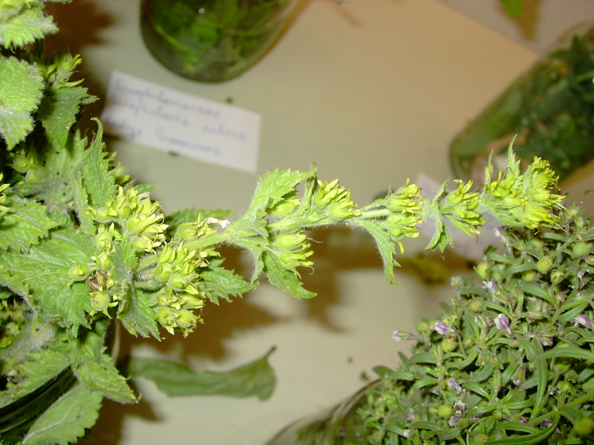 Scrophularia vernalis 2