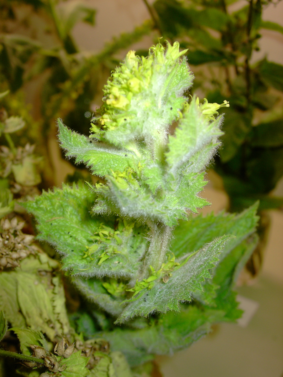 Scrophularia vernalis 3