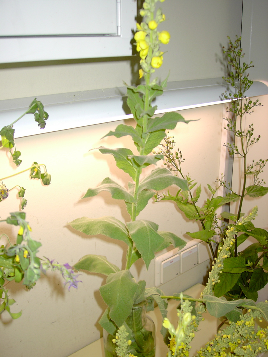 Verbascum sp 1
