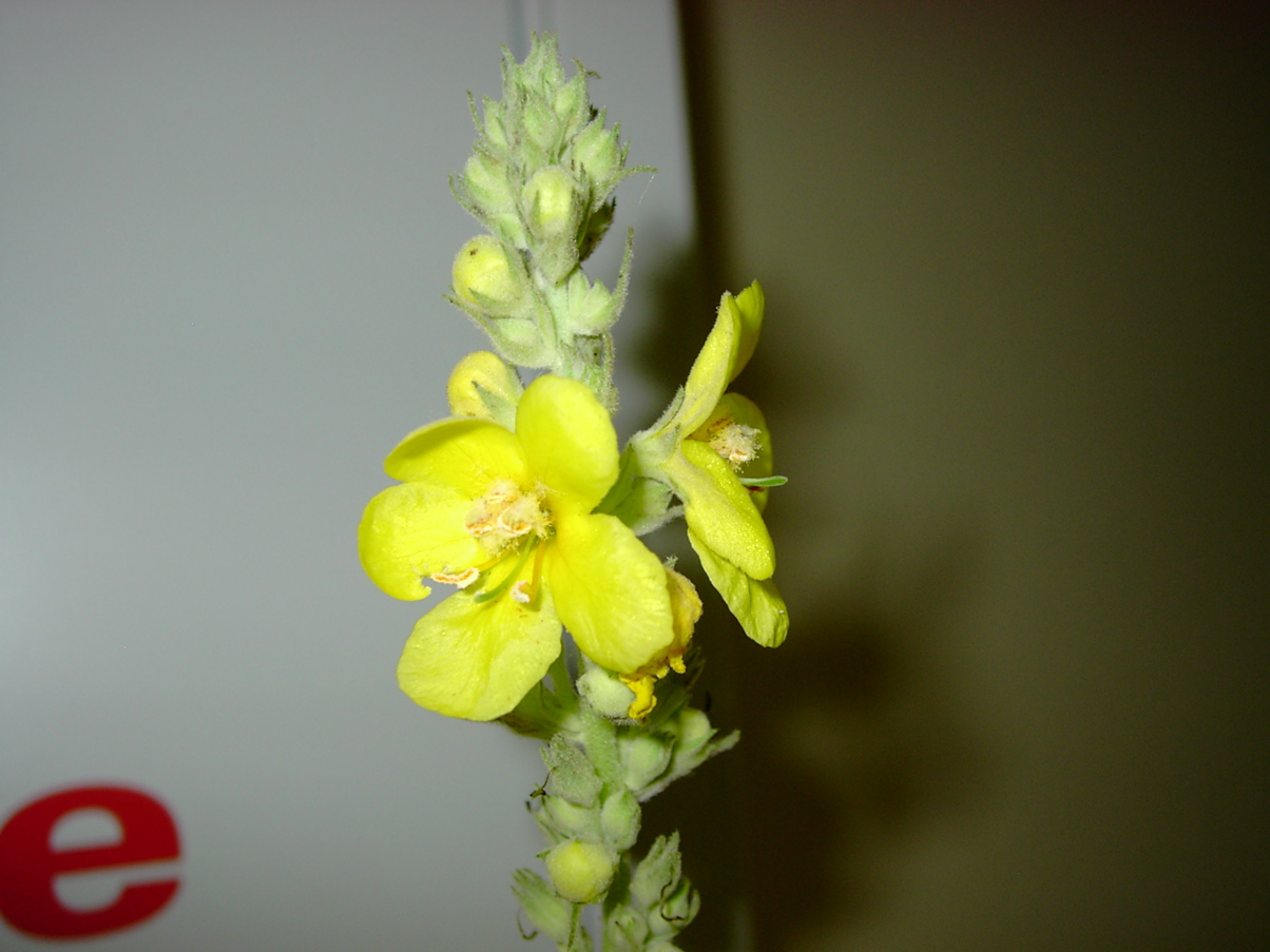 Verbascum sp 2