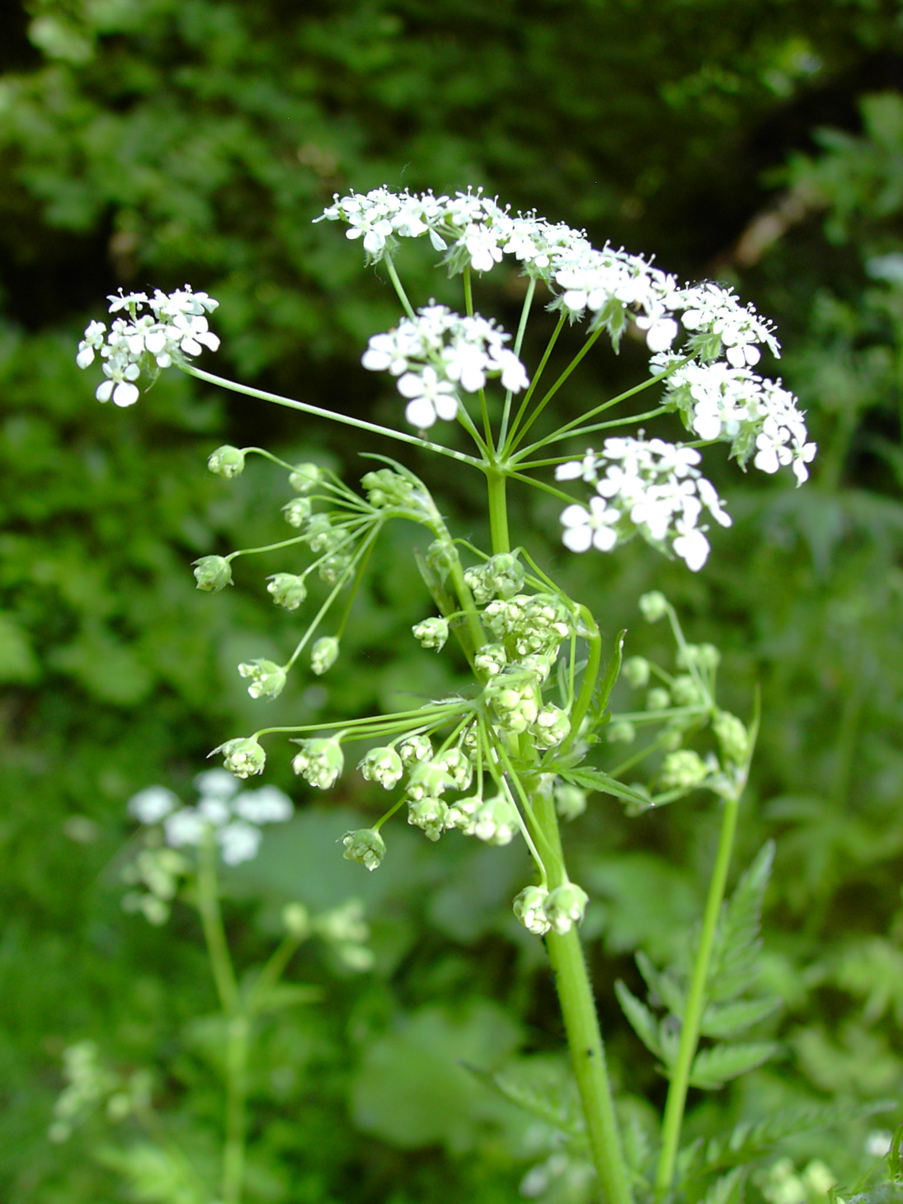 Anthriscus sylvestris