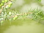 Juniperus communis