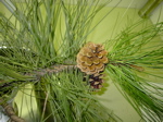 Pinus nigra