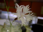 Dianthus plumarius