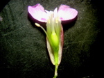 Lychnis viscaria Längsschnitt
