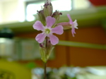 Lychnis viscaria