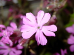 Silene dioica 1