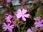 Silene dioica 2
