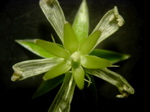 Stellaria holostea (mit geöffneter Klausenfrucht)