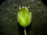 Stellaria media 3