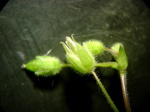 Stellaria media Blüte