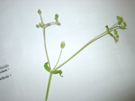 Stellaria media