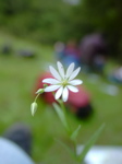 Stellaria nemorum