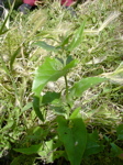 Atriplex sagittata