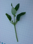 Chaenopodium alba