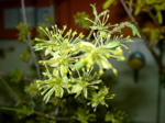 Cornus mas - Infloreszenz