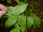 Cornus mas Laubblatt