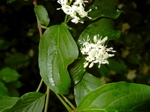 Cornus sanguinea 2