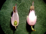 Erica carna - Blüte