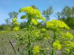 Euphorbia cyparissias 1
