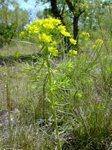 Euphorbia cyparissias 2