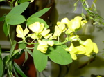 Laburnum angyroides