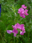 Lathyrus tuberosus