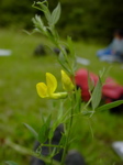 Lotus corniculatus 2