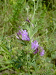 Medicago varia