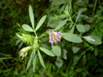 Medicago x varia