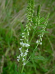 Melilotus albus