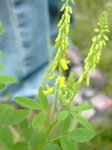 Melilotus officinalis cf
