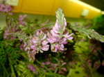 Onobrychis viciifolia