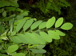 Robinia pseudacacia 2