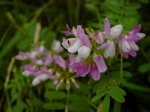Securigera varia