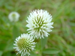 Trifolium montanum