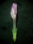 Trifolium pratense - Einzelblüte