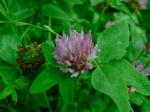 Trifolium pratense