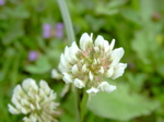 Trifolium repens