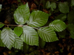 Fagus sylvatica
