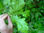 Quercus cerris - Laubblatt