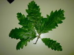 Quercus cerris