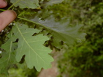 Quercus pubescens